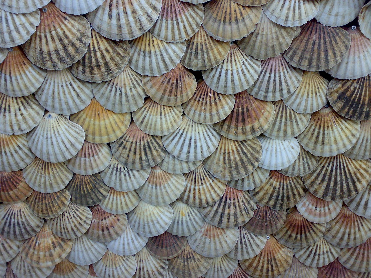 Bring the Beach Home: Seashell Crafts for Kids